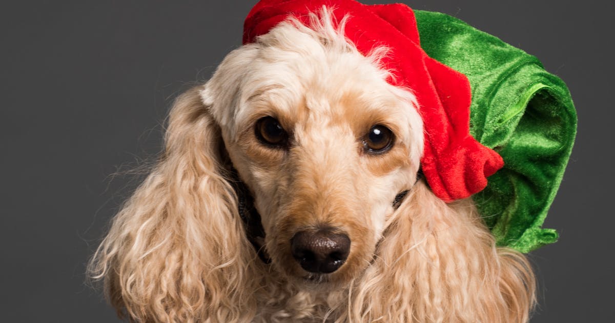 Como escolher o melhor sistema para pet shop em 2026